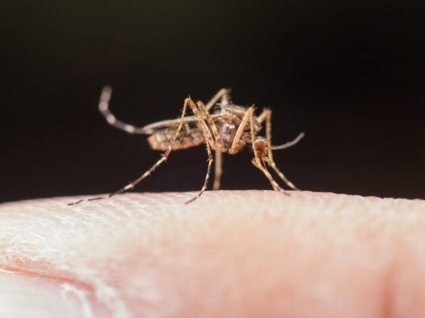 Primeiro Semestre Bate Recorde De Mortes Por Dengue